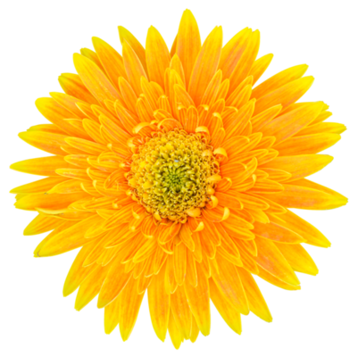 A yellow flower, a calendula
