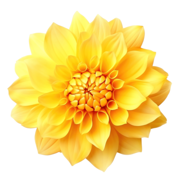 A yellow flower, a dahlia-bilder