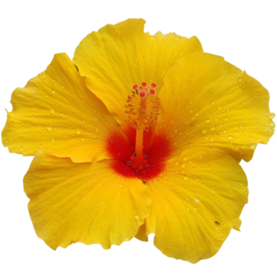 A yellow flower, a hibiscus
