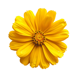 A yellow flower, a tree marigold